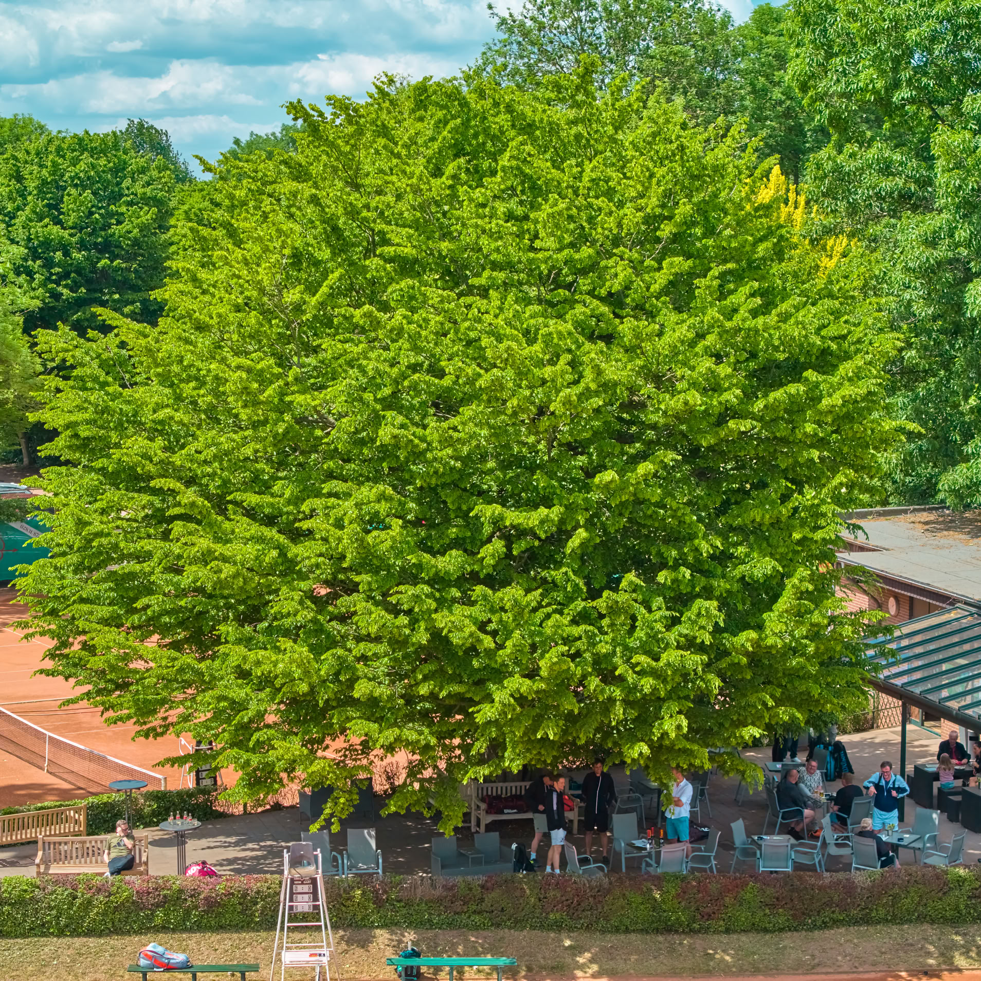 Gro&szlig;er Baum mit dichtem Laub, darunter eine Terrasse mit Menschen, daneben ein Geb&auml;ude mit einem Dach. Im Hintergrund sind Tennispl&auml;tze und weitere B&auml;ume sichtbar.